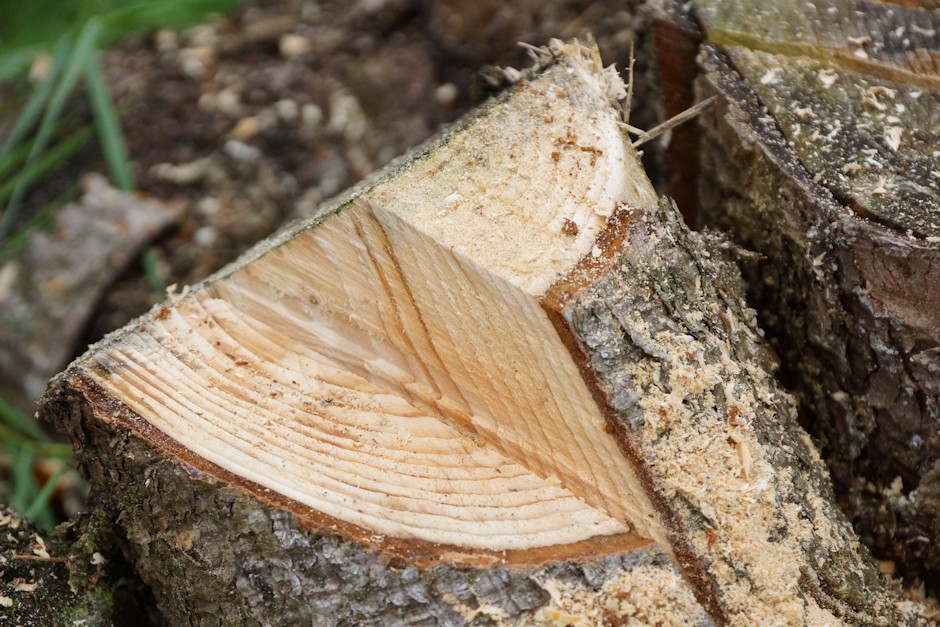 Holzscheit gesägt mit Kettensäge